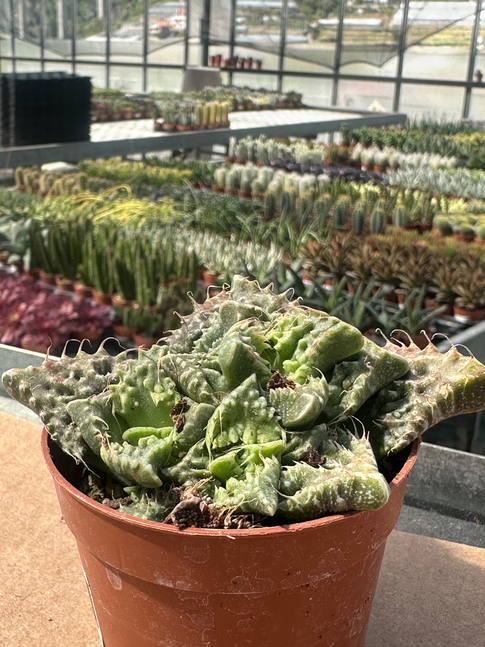 faucaria felina