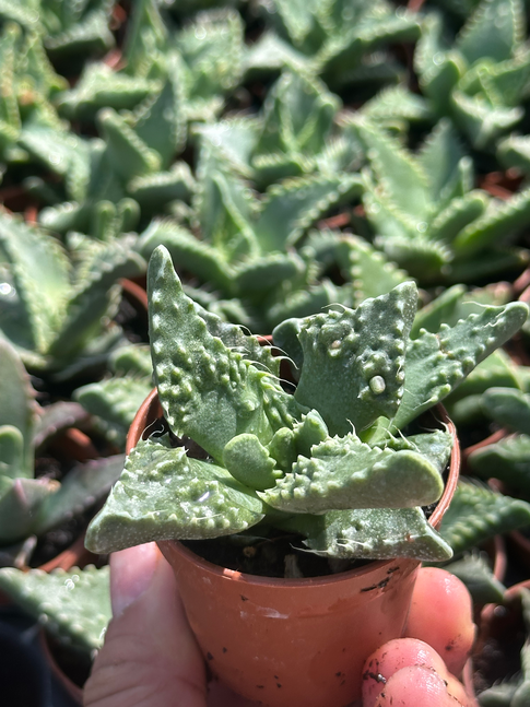 faucaria tigrina