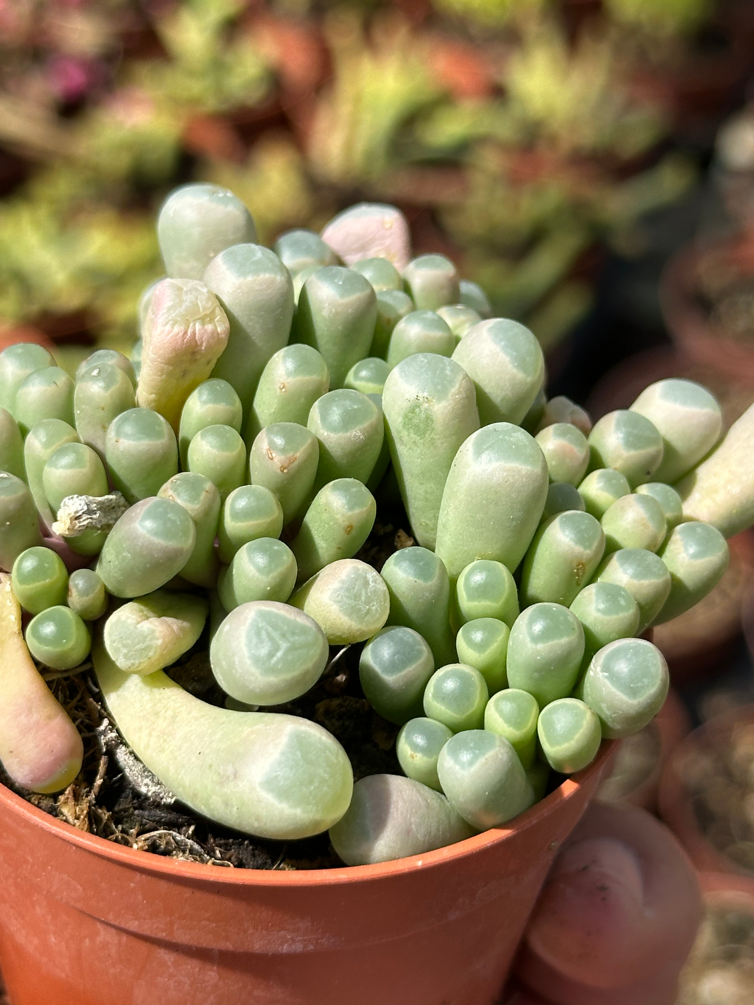 fenestraria aurantiaca