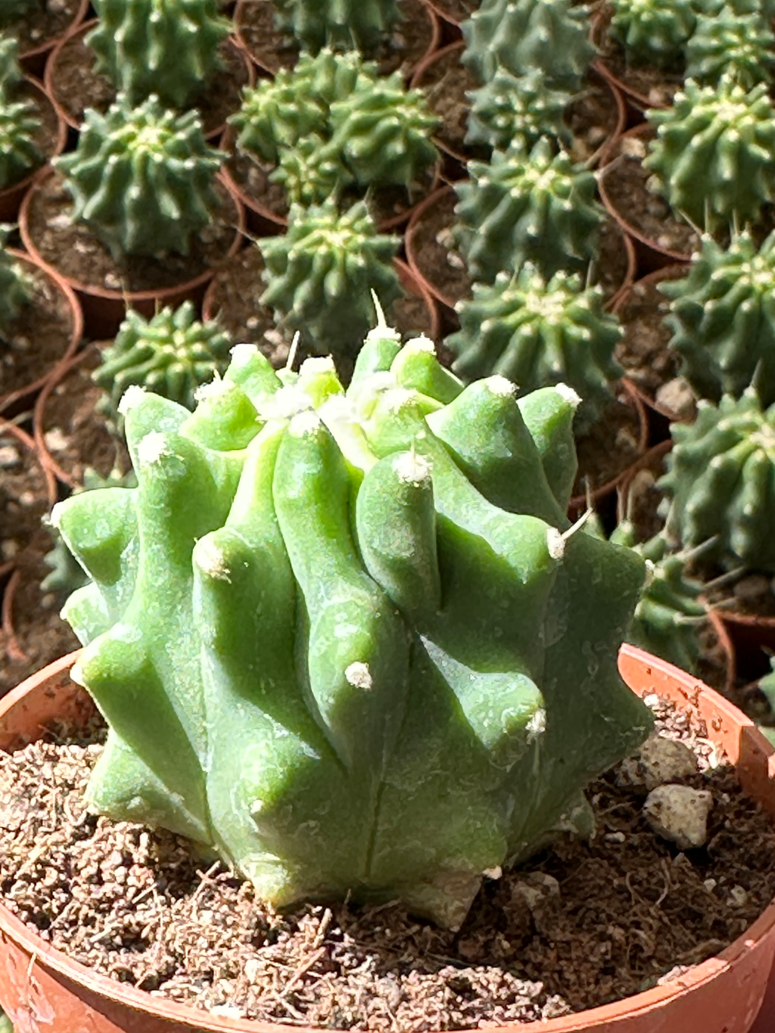 ferocactus glaucescens