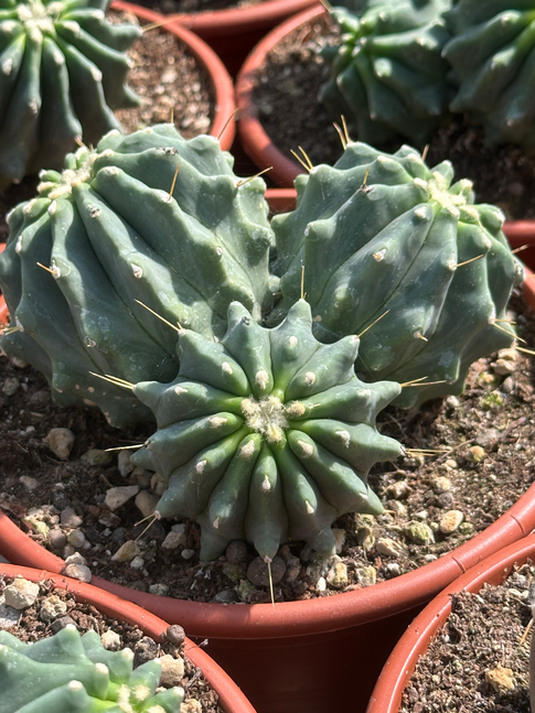 ferocactus glaucescens inermis prolifera