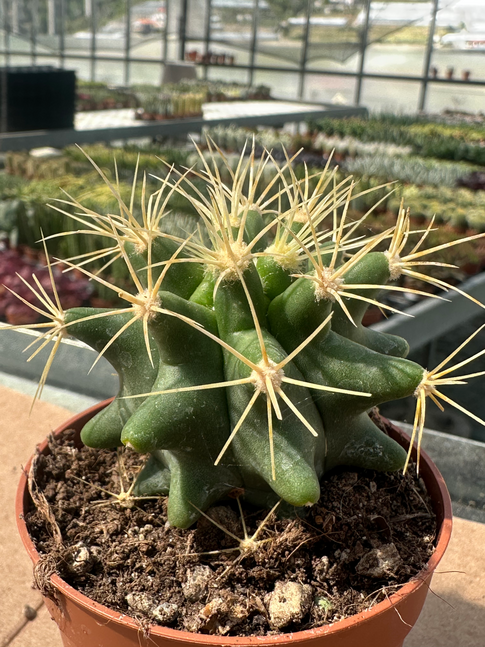 ferocactus histrix