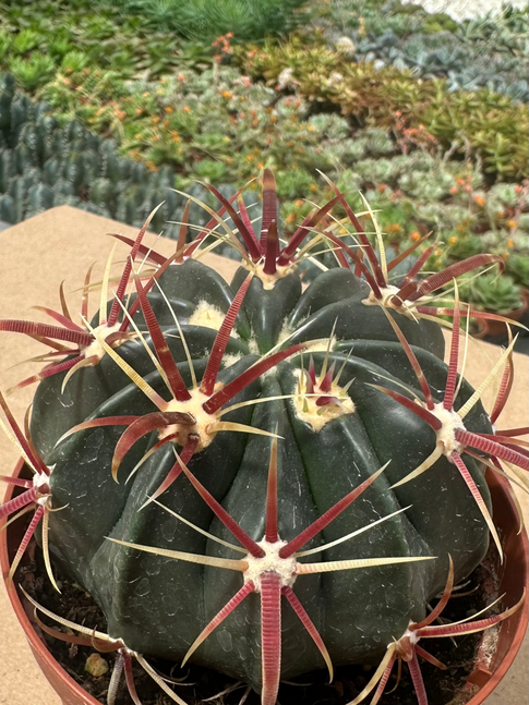 ferocactus latispinus