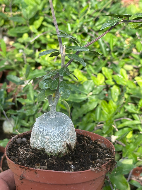 fockea edulis