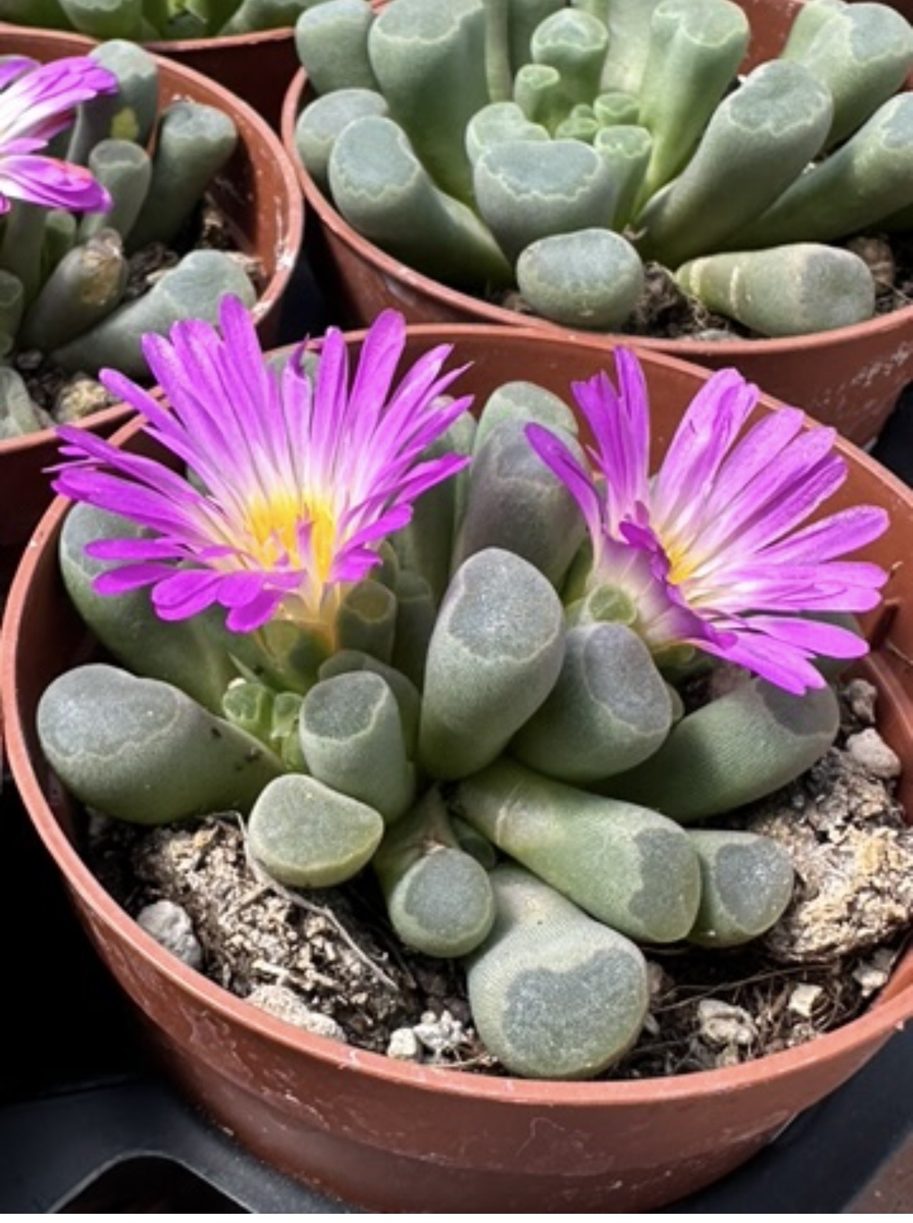 frithia pulcra