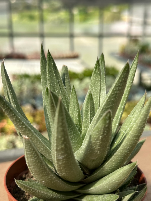 gasteraloe spirit