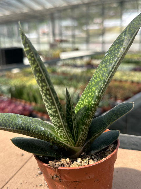 gasteria bicolor