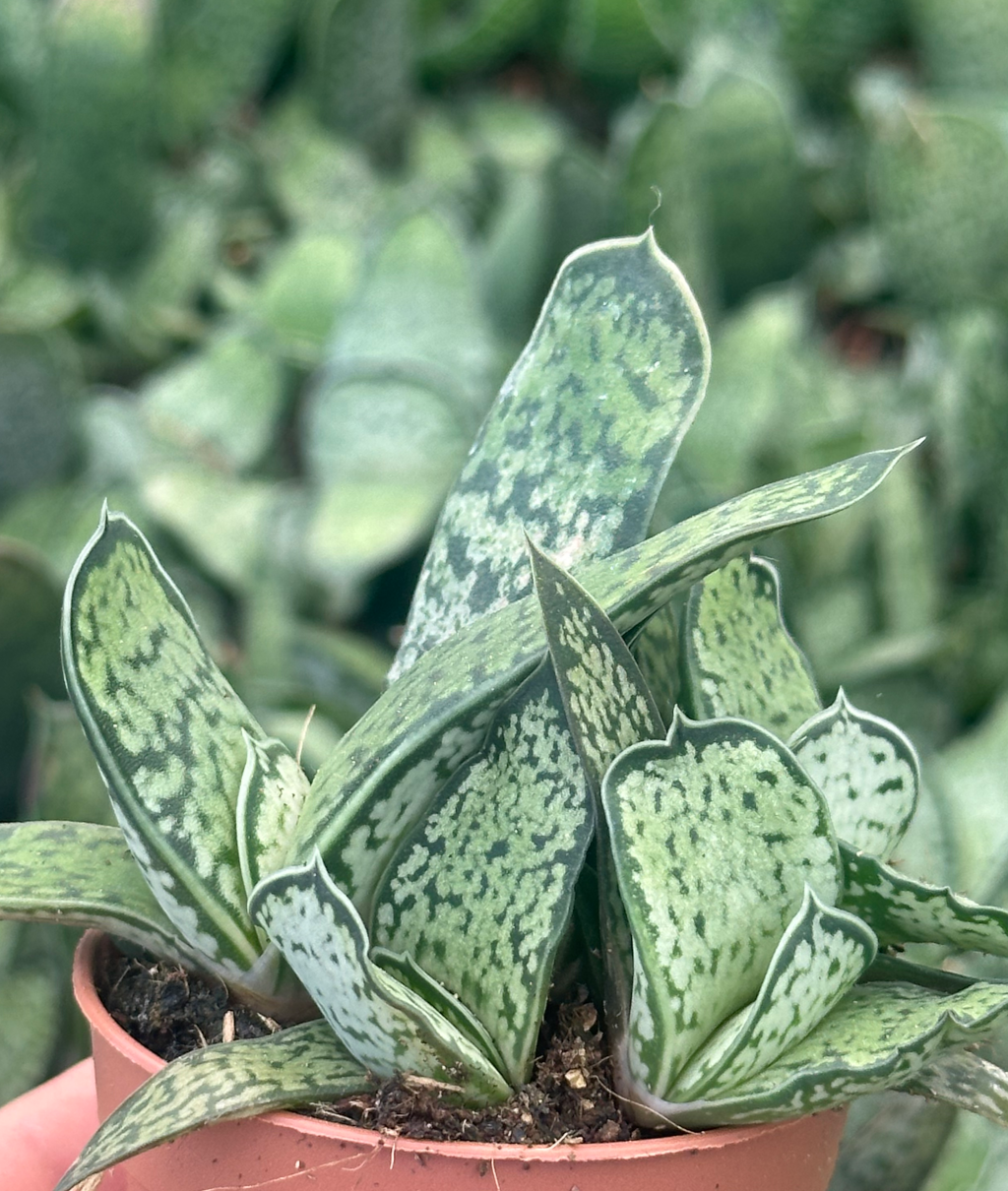 gasteria sp