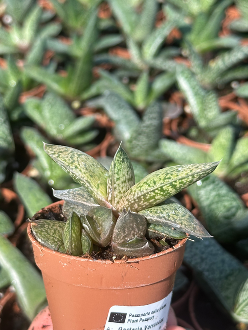 gasteria verrucosa
