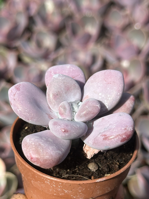 graptopetalum amethystinum