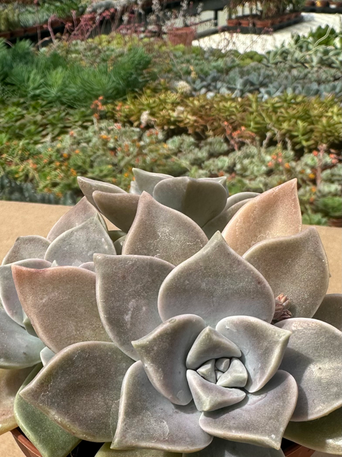 graptopetalum paraguayense