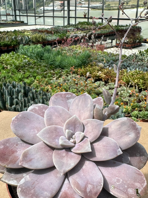 graptopetalum pentradrum