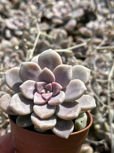 graptoveria debbie