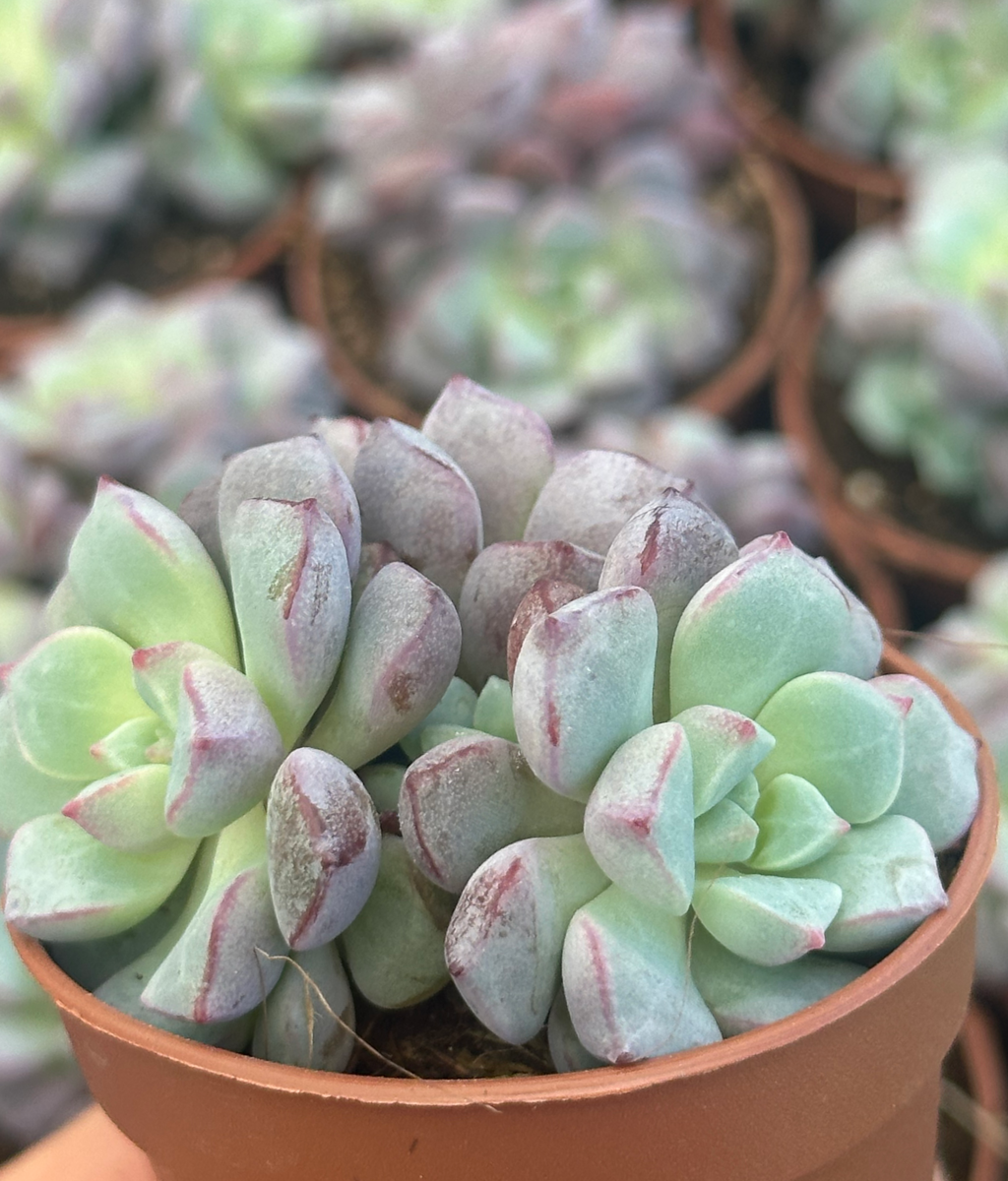 graptoveria sp