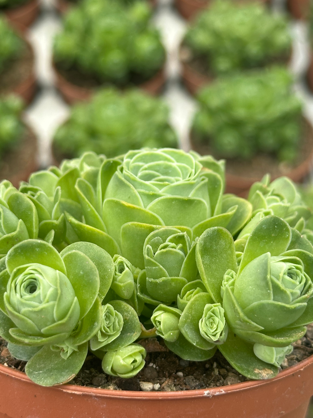 greenovia codrentalis