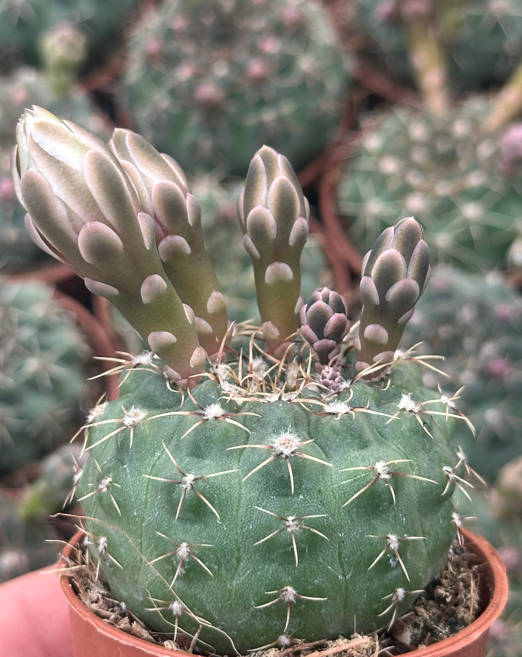 gymnocalycium baldianum