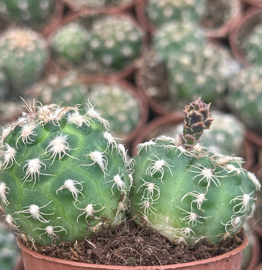 gymnocalycium calochlorum