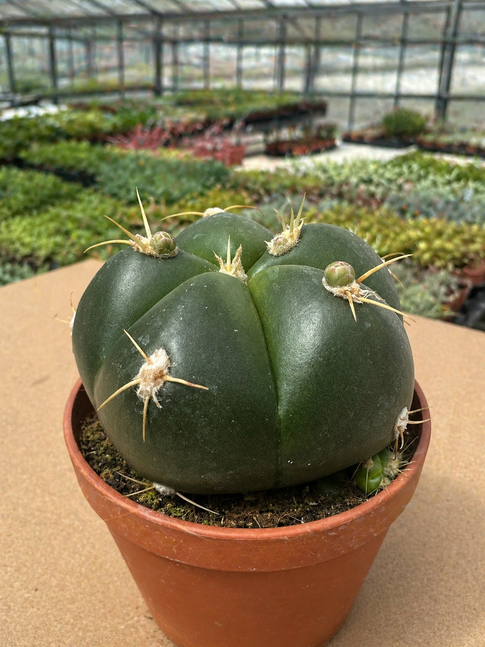 gymnocalycium horstii