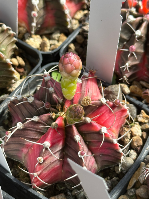 gymnocalycium mihznovichii