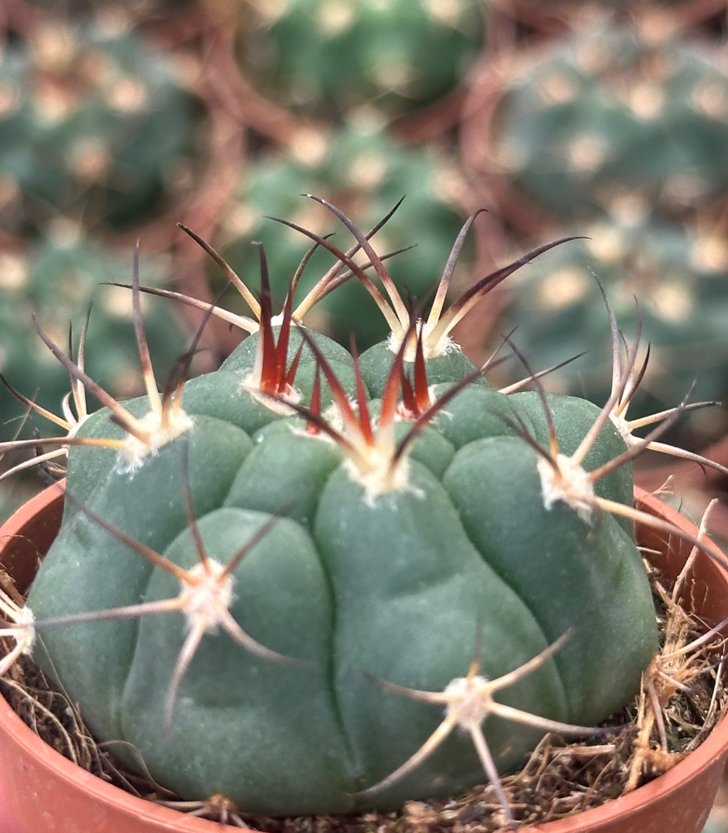 gymnocalycium pflanzii