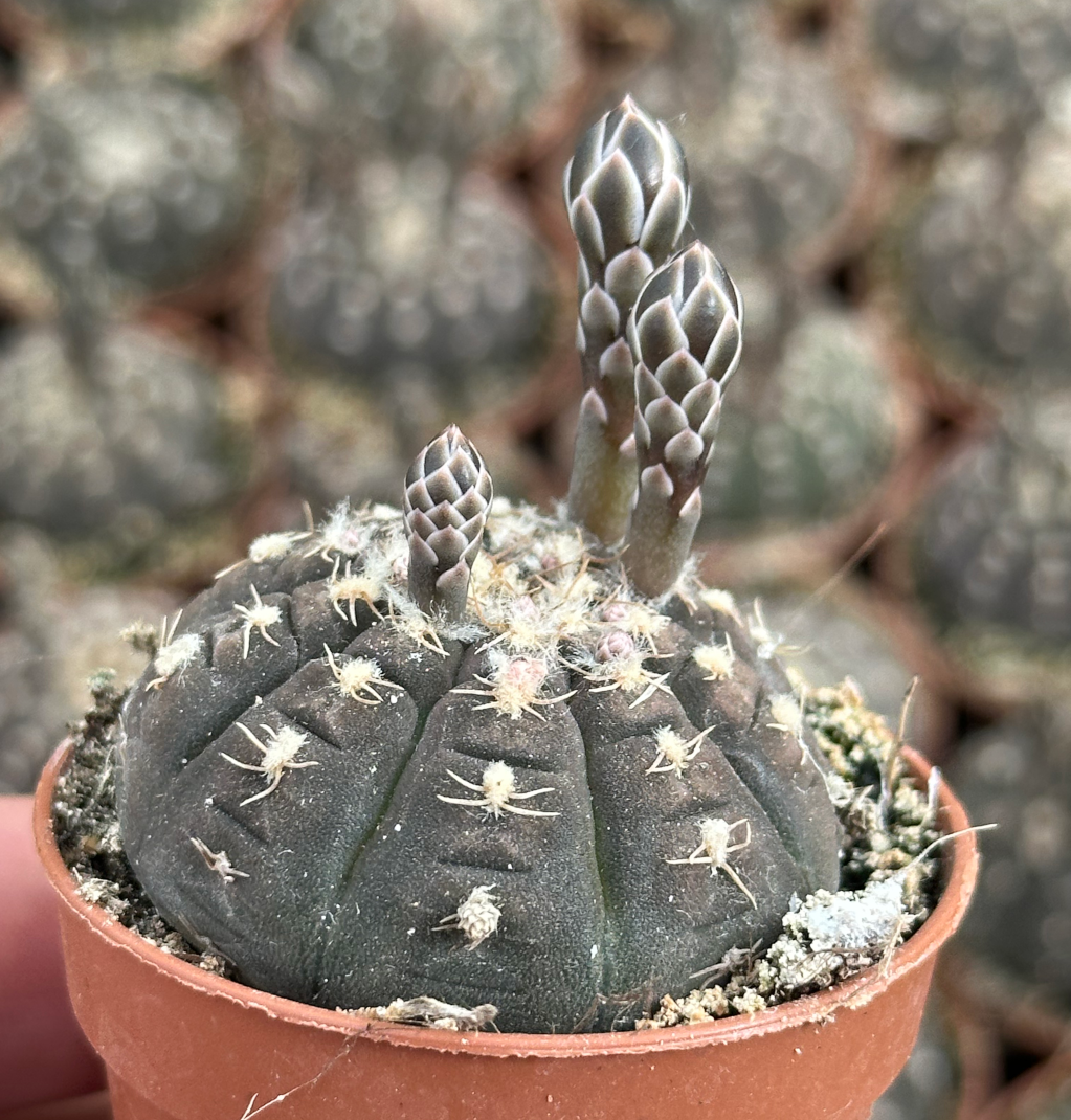 gymnocalycium ragonesei