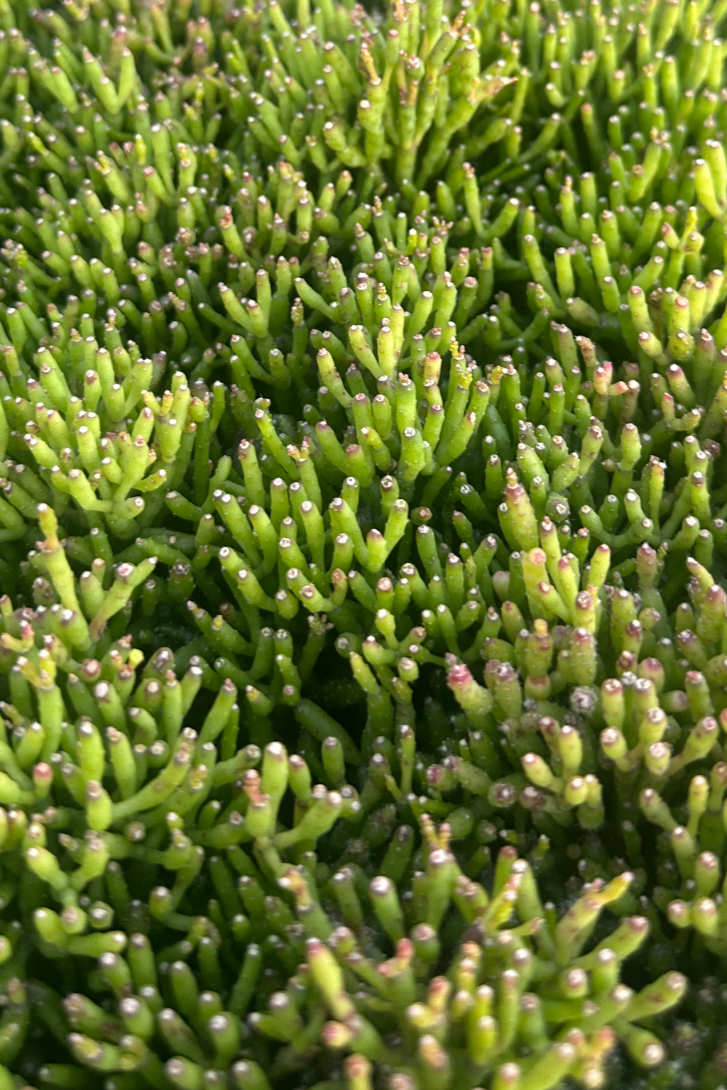 hatiora salicornioides