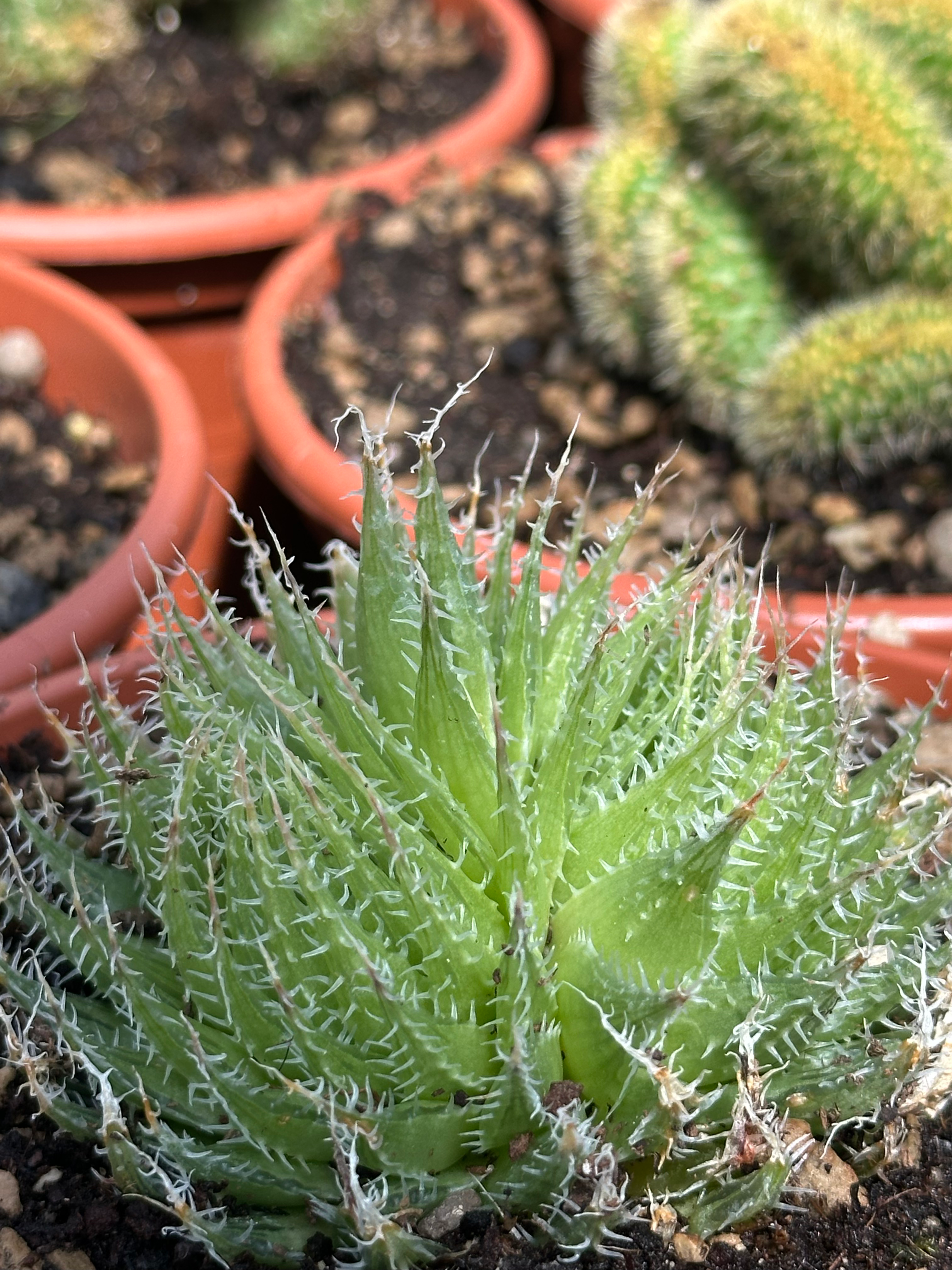 haworthia arachnoidea