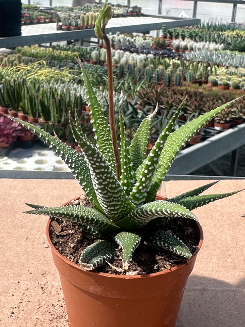 haworthia attenuata
