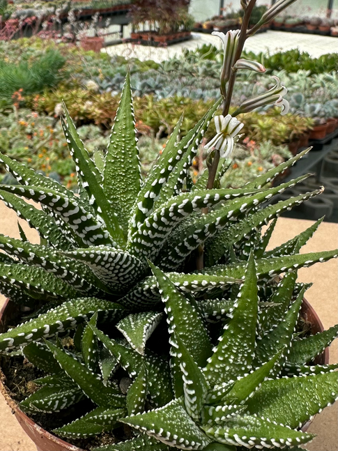 haworthia big bang