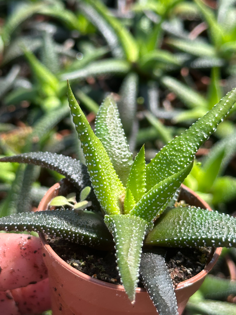 haworthia concolor