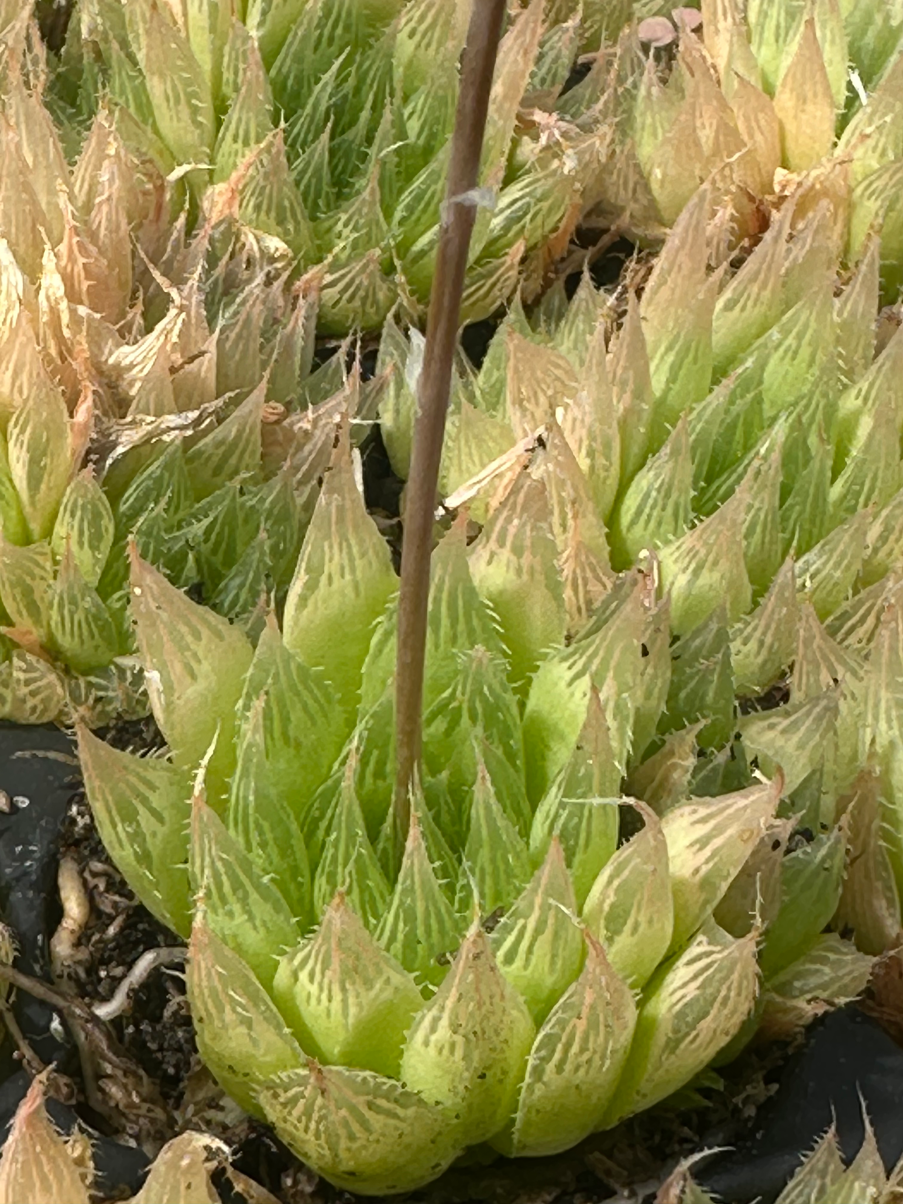 haworthia cooperi pilifera