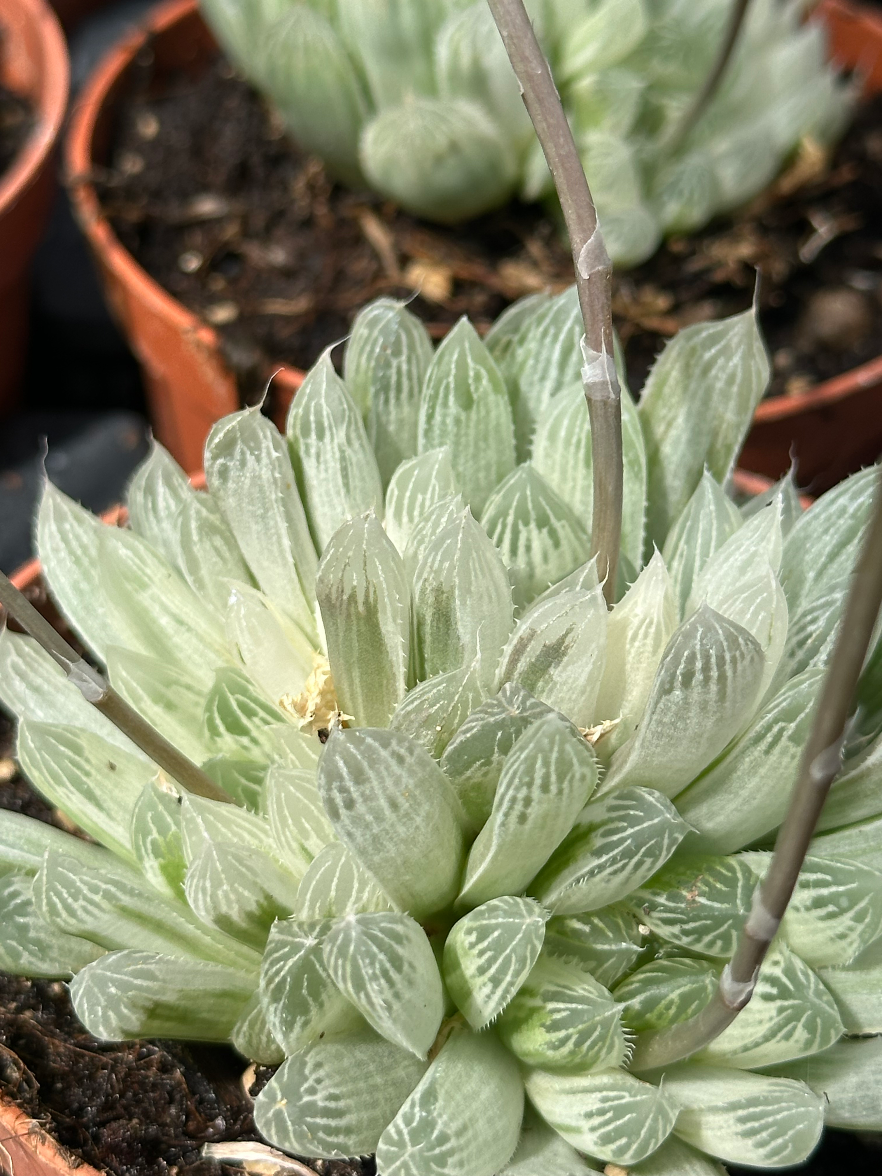 haworthia cooperi pilifera variegata
