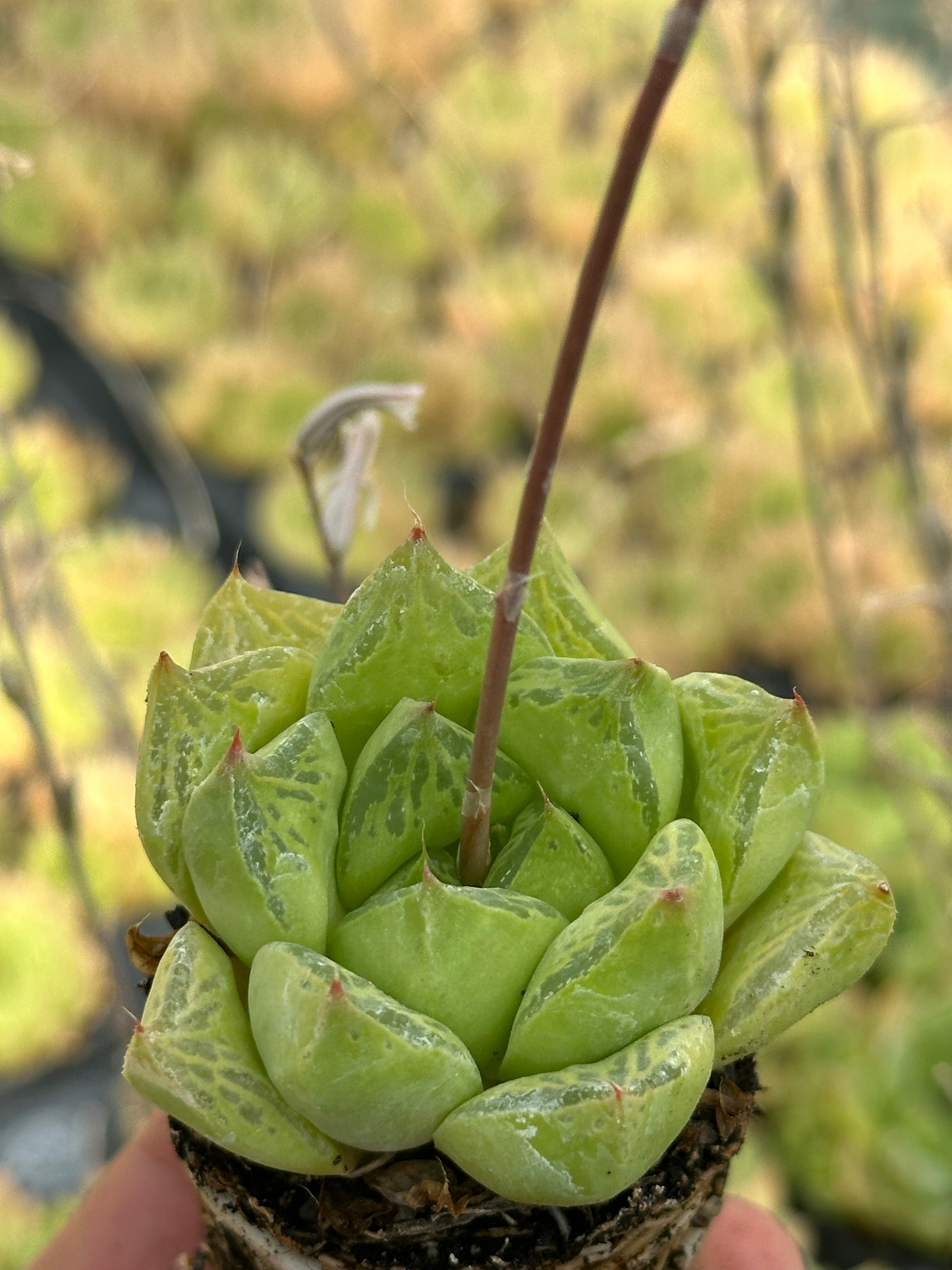 haworthia cuspidata