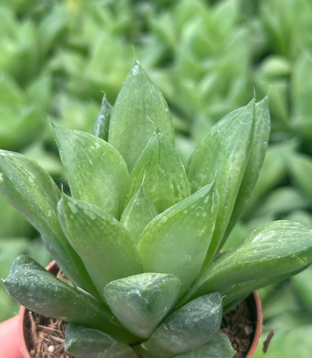 haworthia cymbiformis