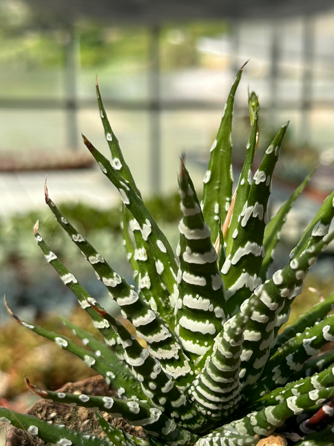 haworthia fasciata china