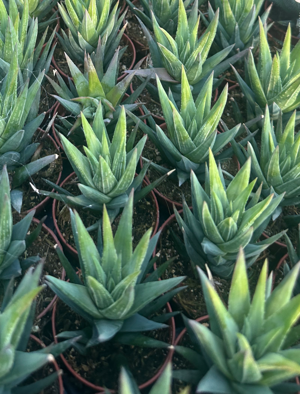 haworthia glauca