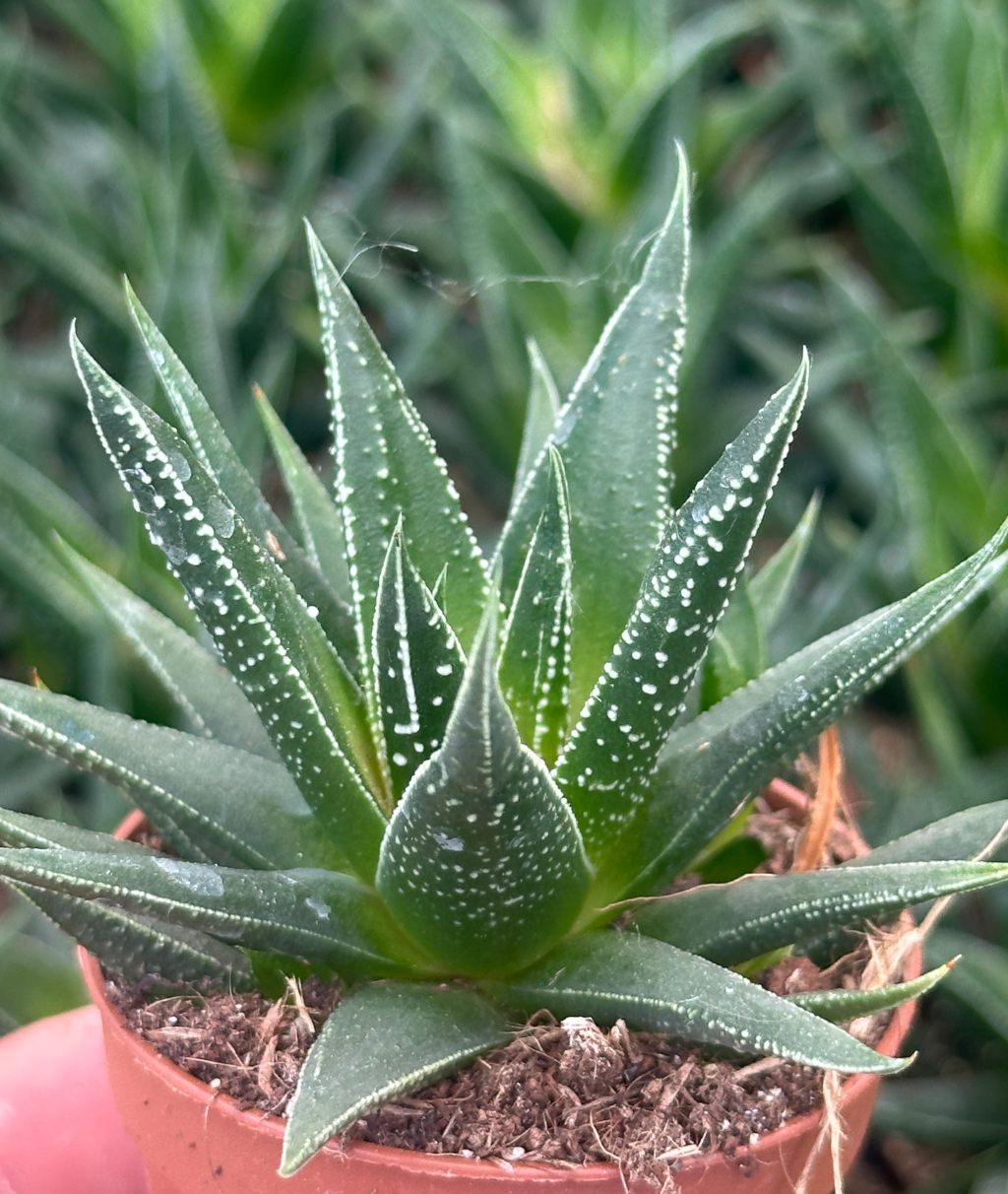 haworthia herbacea