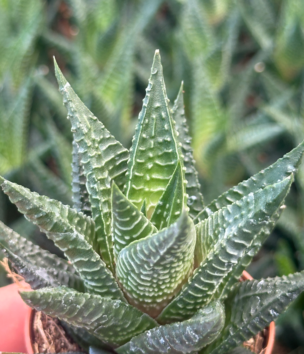 haworthia limifolia