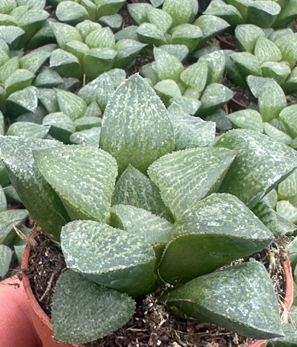 haworthia mirabilis