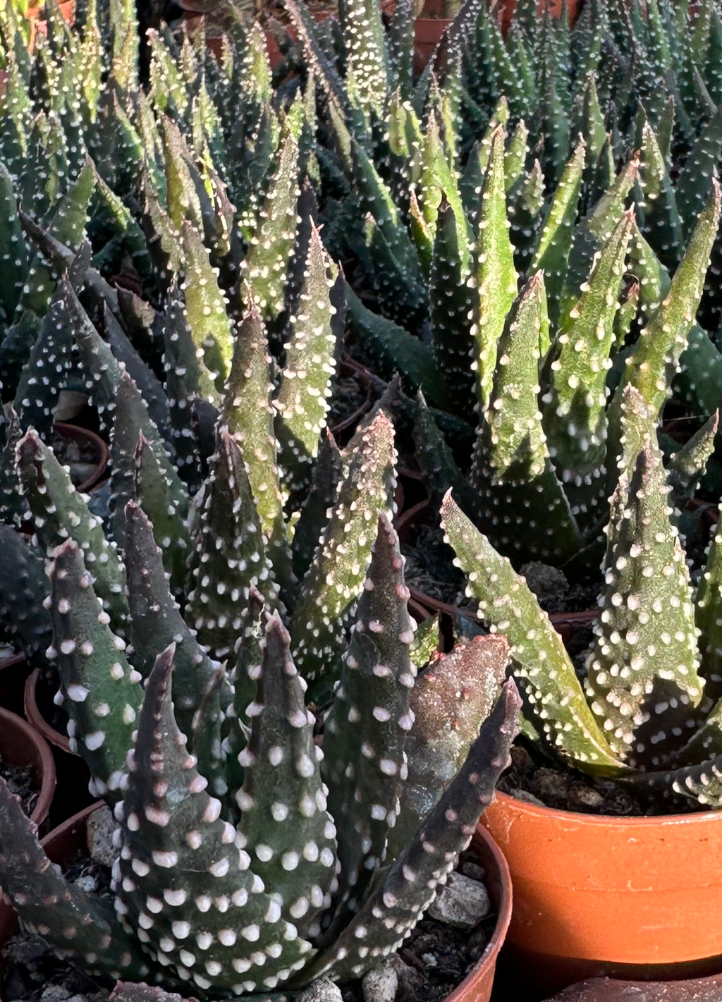 haworthia papillosa