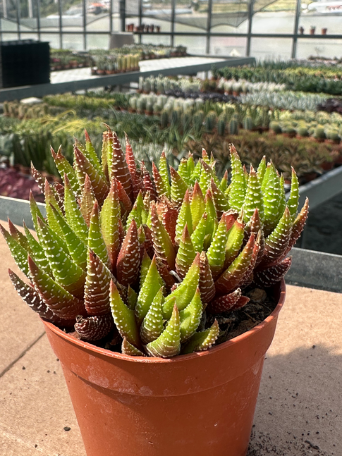 haworthia reinwardtii