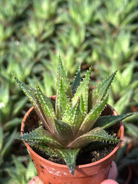 haworthia reticulata