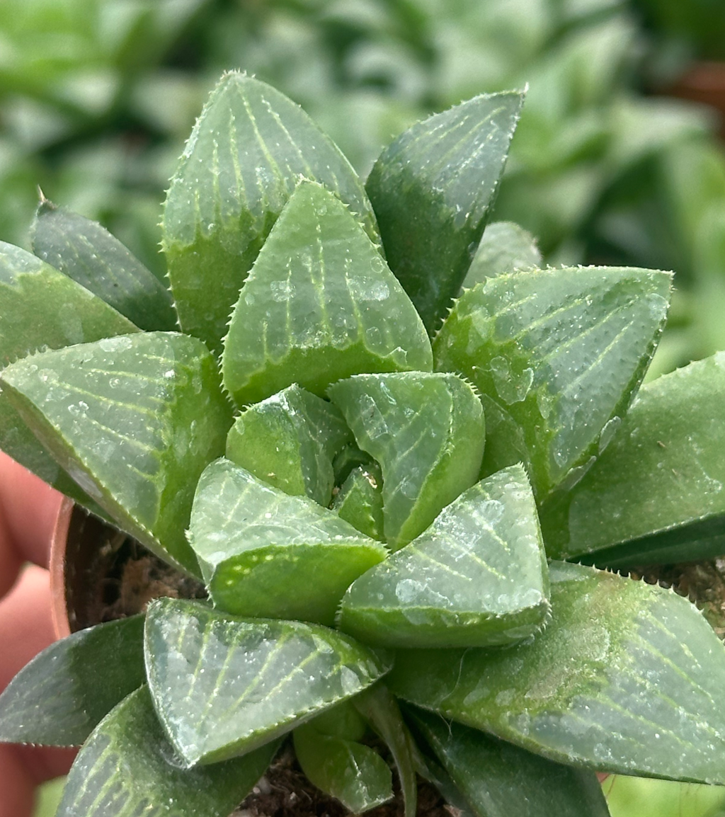 haworthia retusa
