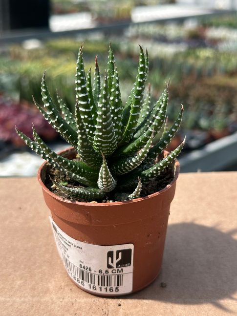 haworthia superfasciata