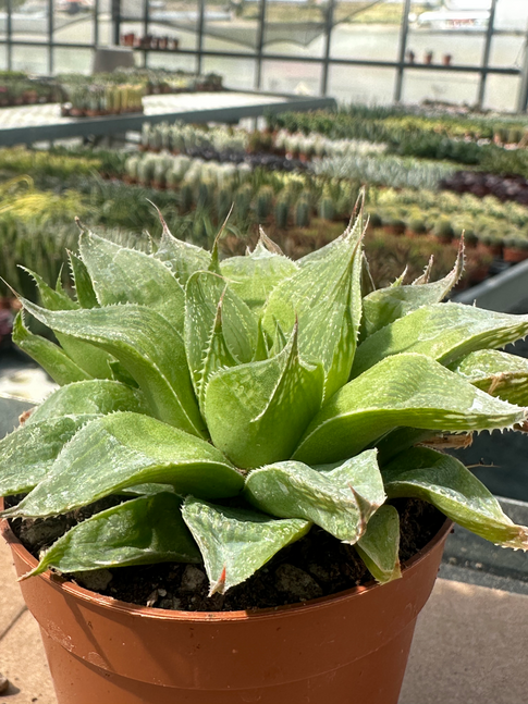 haworthia turgida