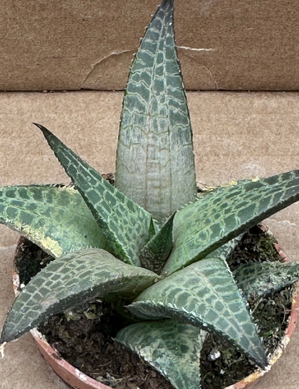 haworthia venosa