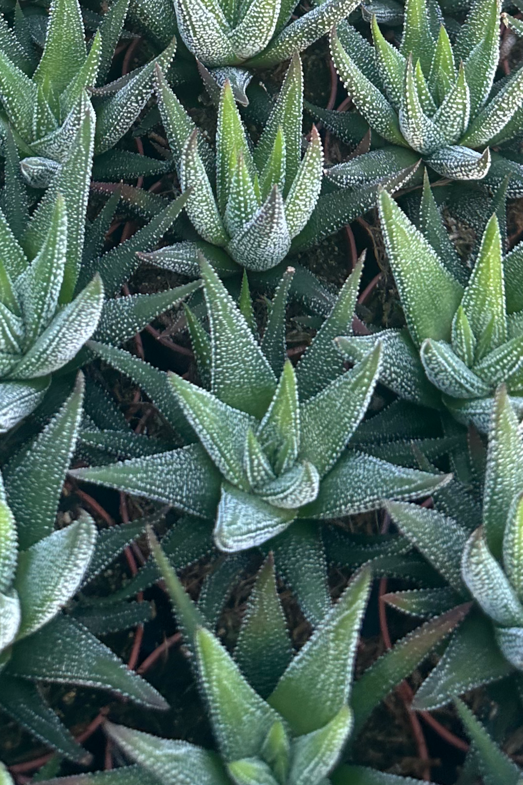 hawothia concolor cv 2