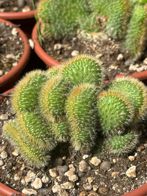 hildewinteria aureispina crestata
