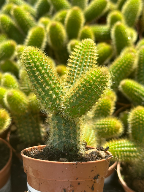 hildewinteria aureispina
