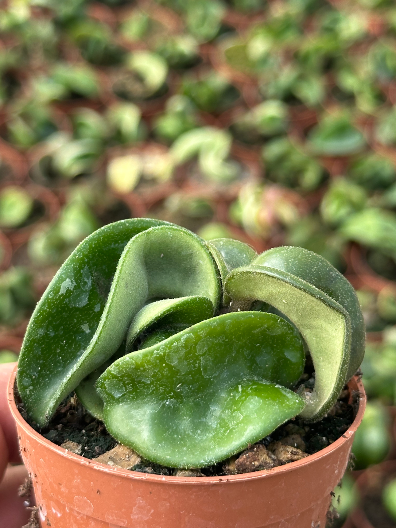 hoya carnosa compacta